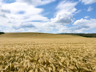 Scenic wheat field with blue sky and fluffy clouds