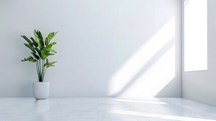 Indoor plant  minimalist office interior design  white background