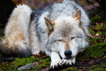 A gray wolf Canis lupus taking a nap on the ground