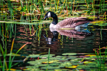 Canadian Goose on Water