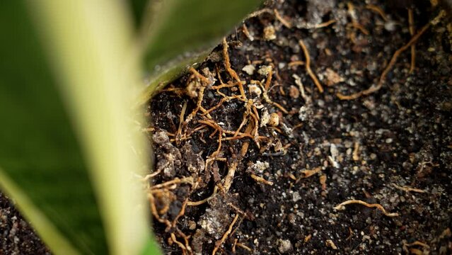 Detailed view of tangled exposed roots of a houseplant growing in soil close up with green leaf. Rotation