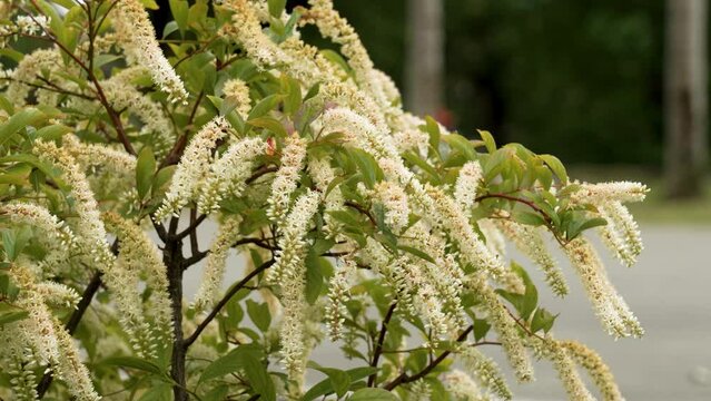Itea virginica ornamental bush with delicate white flowers swaying gently in the summer breeze close up