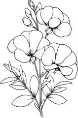 A hand-drawn Sweet pea flowers flower coloring book of vector illustration artistic, blossom  flowers Sweet pea flowers isolated on white background, sketch art leaf branch botanic collection 