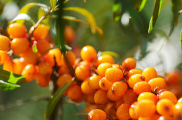 ripe sea buckthorn berries on a tree
