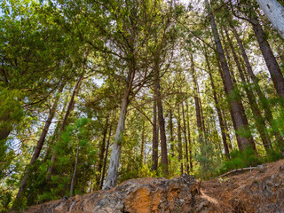 pine, green forest, lit by the golden sun, island of Tenerife against blue sky