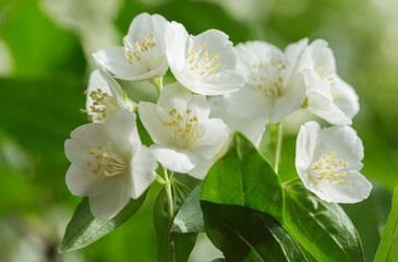 Fototapeta premium jasmine flowers on a bush in a garden
