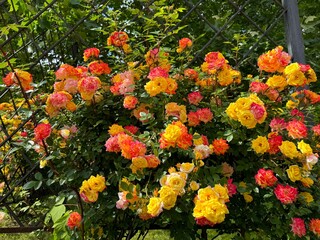 Rose climbing bush red yellow flowers on the garden fence.