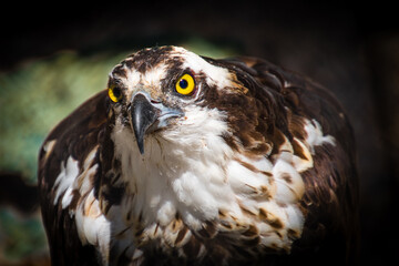 A portrait of a osprey eagle on the ground