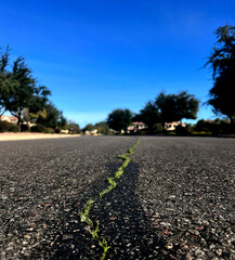 A compelling low-angle view of grass sprouting through a crack in an asphalt road. This image symbolizes nature's tenacity and ability to thrive in unlikely places.