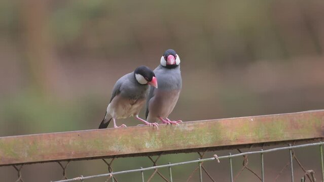  Java rice sparrow perches on a fence