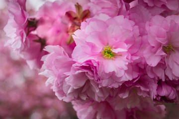 Close up of pink cherry flowers in spring 