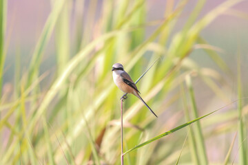 This striking photograph captures a Long-tailed Shrike bird perched on a branch, showcasing its distinctive long tail and vivid plumage against a natural, scenic backdrop. Long-tailed Shrike Perched