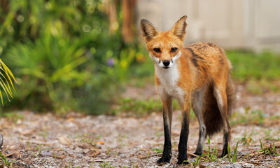 A handsome red fox (Vulpes vulpes) visits the grounds of a suburban condo complex in Sarasota, Florida