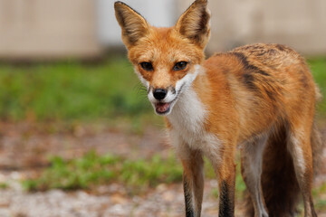 A handsome red fox (Vulpes vulpes) visits the grounds of a suburban condo complex in Sarasota, Florida