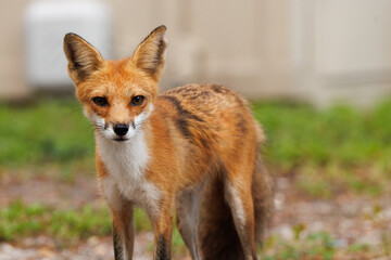 A handsome red fox (Vulpes vulpes) visits the grounds of a suburban condo complex in Sarasota, Florida