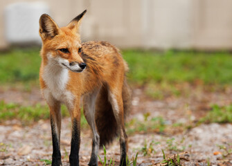 A handsome red fox (Vulpes vulpes) visits the grounds of a suburban condo complex in Sarasota, Florida