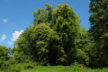 Green landscape in the park around the Schleissheim Palace in the village of Oberschleissheim, suburb of Munich, Bavaria, Germany.