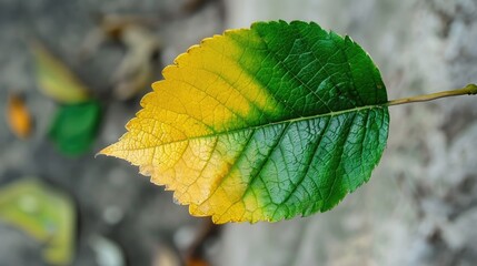A green leaf beginning to change color to yellow