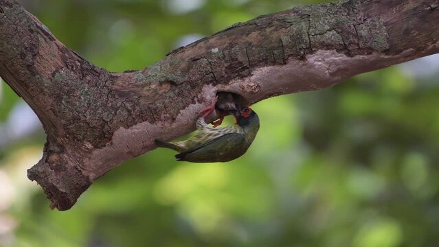 Coopersmith barbet feeding its chicks