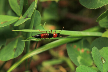forficula smyrnensis insect macro photo