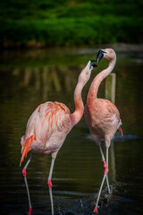Pink  flamingo in the water