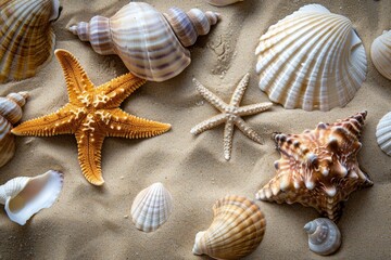 Seashells and Starfish on Sandy Beach