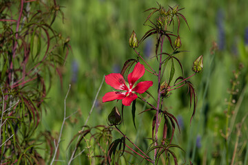 Scarlet Rose-Mallow
