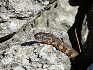 Common water snake Reptile Nerodia sipedon