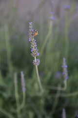 bee on lavender flower
