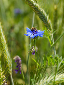 summer time with blue cornflower and a bee