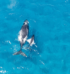 Cow and calf humpback whale in a big blue ocean off the coast of Kauai