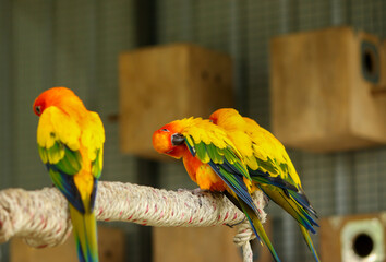 Sun Parakeet. Sun Conure. Aratinga solstitialis