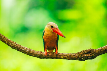 kingfisher on branch