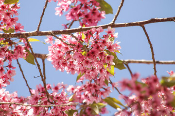Thai Sakura flower background in winter season on tree, prunus cerasoides at Chaing mai Province, Thailand.