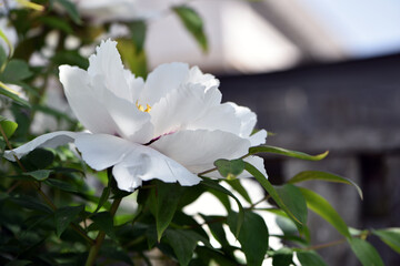 Peony flower. large white flowers with green leaves. delicate white peony flowers with yellow pollen inside, blooming in the garden. beautiful multi-colored peony, macro close-up background. open