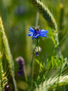 one blue conflower and a bee on a sunny day