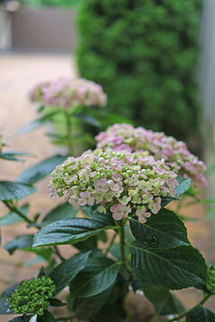 Hydrangea variety Aisha flowers close up