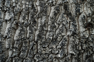 Naklejka premium Pattern of dried old black grey bark wood in Thailand.Cracked wood texture big tree surface.Template for design.Abstract natural background.Space for work.Banner.Wallpaper.Selective focus.