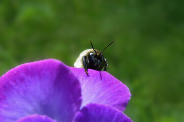 bee on a flower