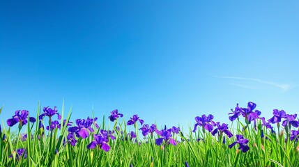 Fototapeta premium Summer meadow scene with purple irises and a backdrop of clear blue skies, perfect for copy space for text