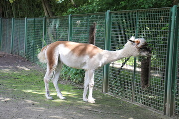Alpaka