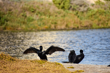 aves en humedal de algarrobo 