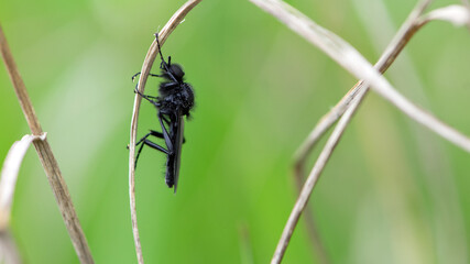Eurytoma schreineri. Bibionomorpha. mosquito. Mosquito resting on dry grass. Male and female mosquitoes feed on nectar and plant juices. insect close-up, macro photo. pest, thickfoot