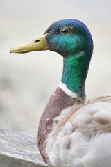 Mallard duck at Maplewood Mudflats Wild Bird Trust during a spring season in North Vancouver, British Columbia, Canada