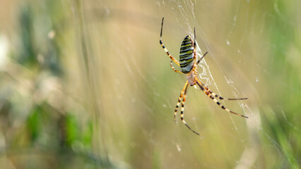 large wasp spider sits on a web on a blurry background. Argiope Bruennichi, or lat spider wasp. a species of araneomorph spider. macro, black-yellow male spider. predator on the hunt