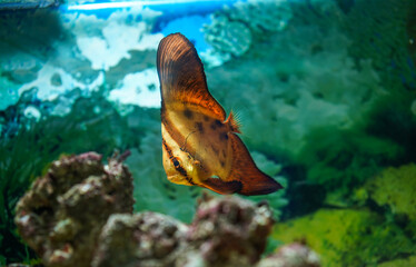 Orbicular batfish also known as the cooper batfish, circular batfish, round batfish, narrow-banded batfish or Orbic batfish (Platax orbicularis ) with blur rock background in aquarium tank. Side view.