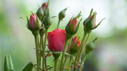 Red Rose Bud. New rose bud. Young graceful spray pink rose. A small bud of a blooming flower. magic...
