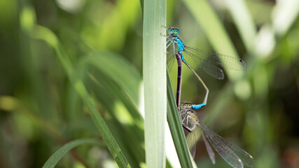 Coenagrion puella. two dragonflies on a green grass. a pair of dragonflies mate in a bright and green natural environment. close-up. light green background. blue and yellow dragonfly.