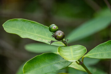 Mittelamerika Honduras, El Salvador, Wilde Tiere, Natur, Pflanzen, Reisen, Travel