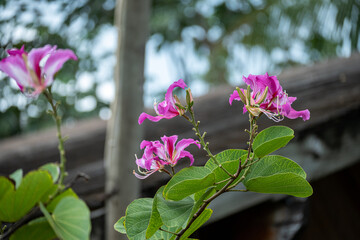 Mittelamerika Honduras, El Salvador, Wilde Tiere, Natur, Pflanzen, Reisen, Travel